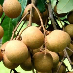 ��Բ9��ʳ�Ʒ� ��Բ�Ƣ���԰���