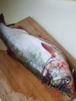 �罷��ͷ������