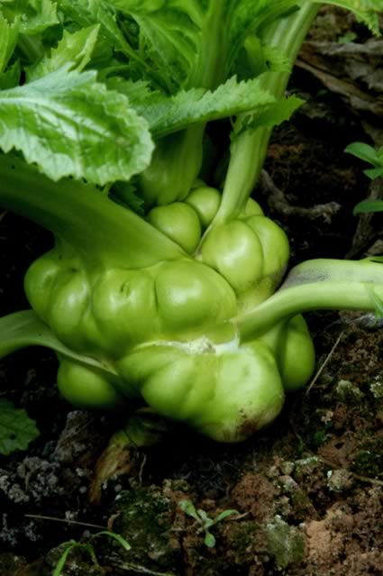 ���ͷ���������