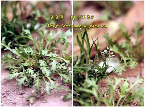 芨芨菜饺子的做法