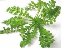 ���˽��ӵ�����