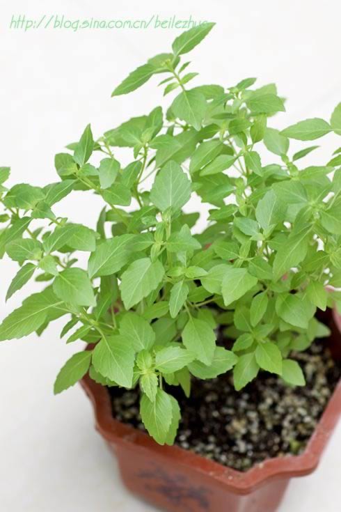 �����ݷ絰�������