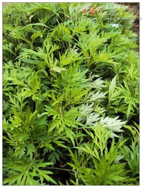 ��Ҷ����������