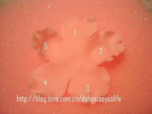 ˫����񵰸������