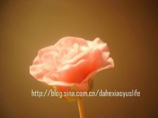 ˫����񵰸������