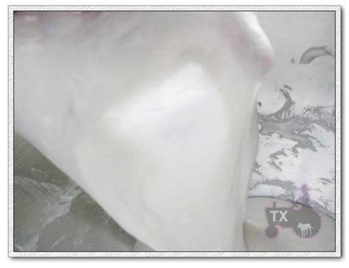 ����Ƭ�������������