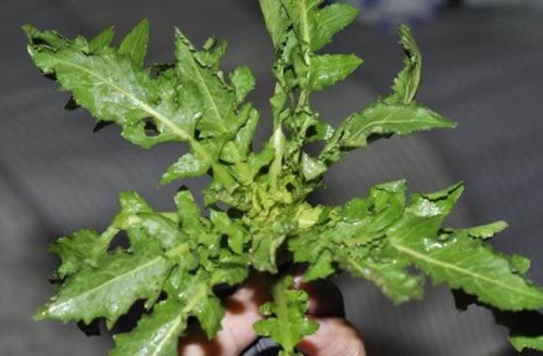 野菜水饺+凉拌野菜的做法