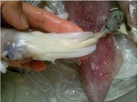 �����������ͼƬ����1