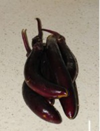 ���������ӵ�����ͼƬ����1