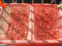 ���ܲ��ɵ�����ͼƬ����10