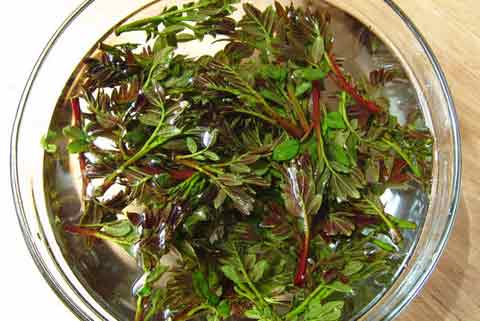 �ҳ���� ����Ҷ����ͼ��,�����,����Ҷ��ô���óԵ�����