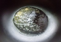 ����ţβ������ͼƬ����5