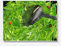 �²�̦����ɵ�����ͼƬ����4