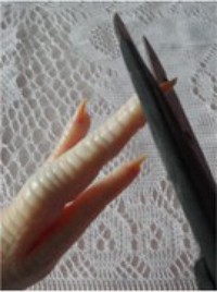 ��������צ������ͼƬ����2