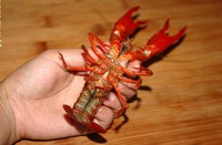 ����С��Ϻ������ͼƬ����2