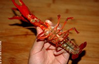 ����С��Ϻ������ͼƬ����3