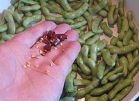 ��ë��������ͼƬ����4