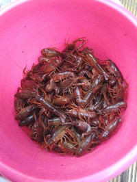 ����С��Ϻ(��ζϺ-�����輴���������ޱ���ζ)������ͼƬ����1