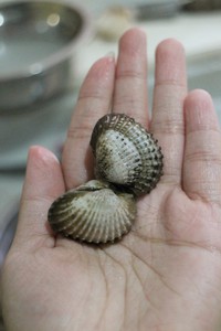 ��ʽѪ�������ͼƬ����2