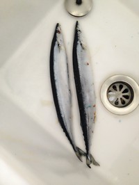 �ο��ﵶ������ͼƬ����1