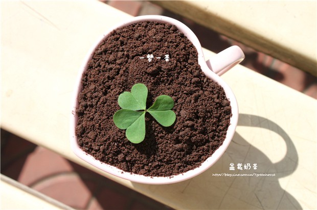 ��Ҷ�������̲������