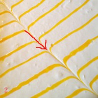 �ƽ𵰸������ͼƬ����2