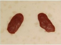 ��è���������ͼƬ����13