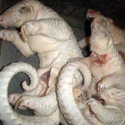 ��ɽ�׵Ĺ�Ч������