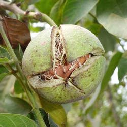 ����Ƥ�Ĺ�Ч������