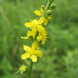 �ɺײݵĹ�Ч������