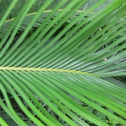 ����Ҷ�Ĺ�Ч������