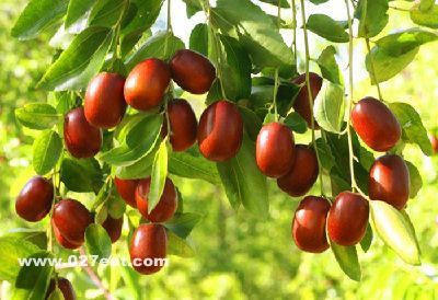 ��θ����3��ˮ�����Ͻ��� www.027eat.com