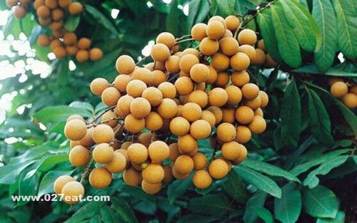 ����������ʲô ��ʳ�嵭�ʵ����� www.027eat.com