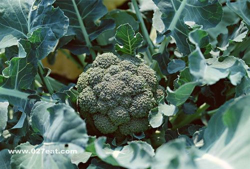 ��������Ӫ����ֵ ����������Щ��Ч www.027eat.com