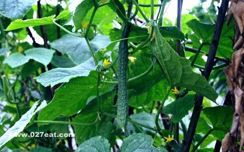 ������ʳ ����ʳ���Ƥ�Ը����� www.027eat.com