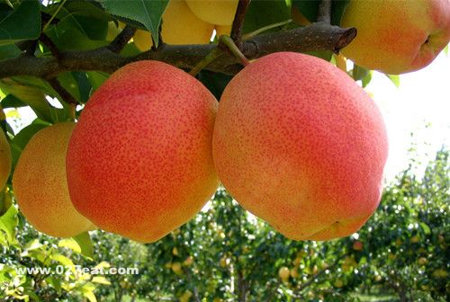 健康饮食小常识 腹泻时十八种食物要禁食 www.027eat.com