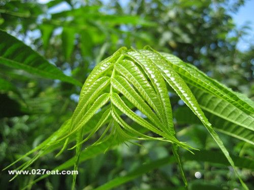 �㴻��Ӫ����ֵ �㴻����Щ��Ч www.027eat.com