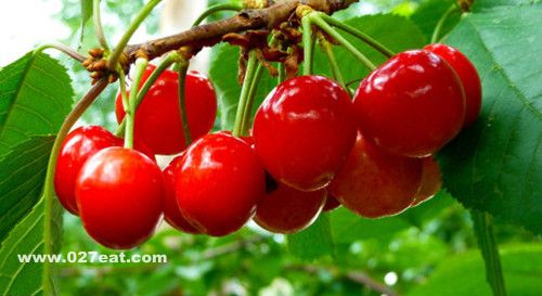 ӣ�ҵ�Ӫ����ֵ ӣ�ҵĹ�Ч������ www.027eat.com