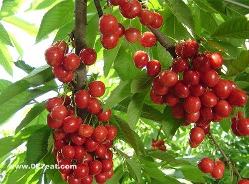 樱桃的营养价值 樱桃的功效与作用 www.027eat.com