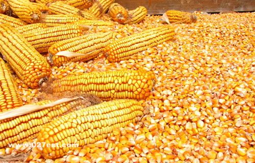 �����Ѵ�����ʳ����Ӫ�� www.027eat.com