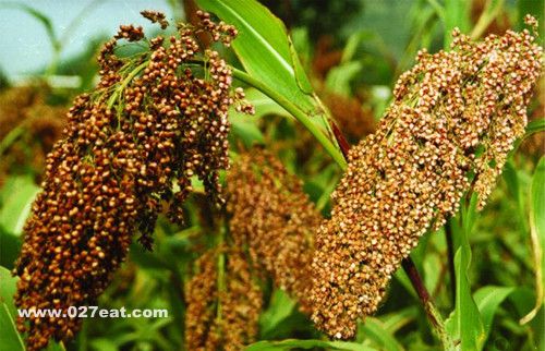 �����Ѵ�����ʳ����Ӫ�� www.027eat.com