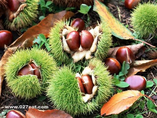 ����������� ��ʳ��������Щ www.027eat.com