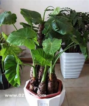 ����������25������ �����Ǽ٣� www.027eat.com