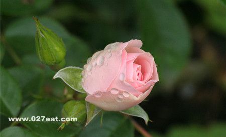 ʳ���ɴ��� Ӫ�������� www.027eat.com