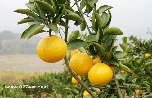 ��ʳ���� ����������Щ���� www.027eat.com