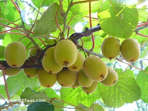 ����֮��⨺��ҵ�ʳ�ý��� www.027eat.com