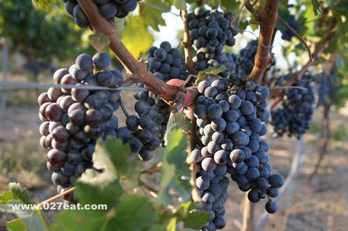 ������ʳ ��κ�������������ʳ www.027eat.com