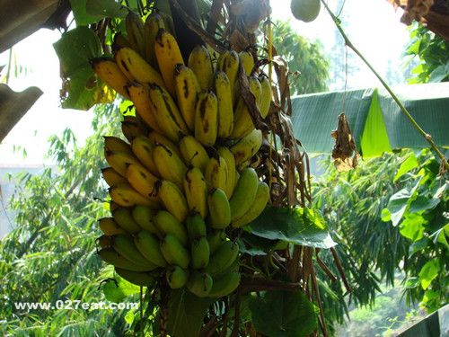 �Ž���Ӫ����ֵ www.027eat.com