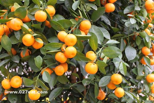 ��۵�Ӫ����ֵ www.027eat.com