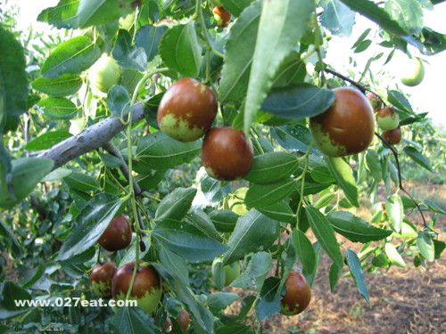 �����Ӫ����ֵ www.027eat.com